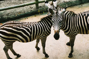 zebras!